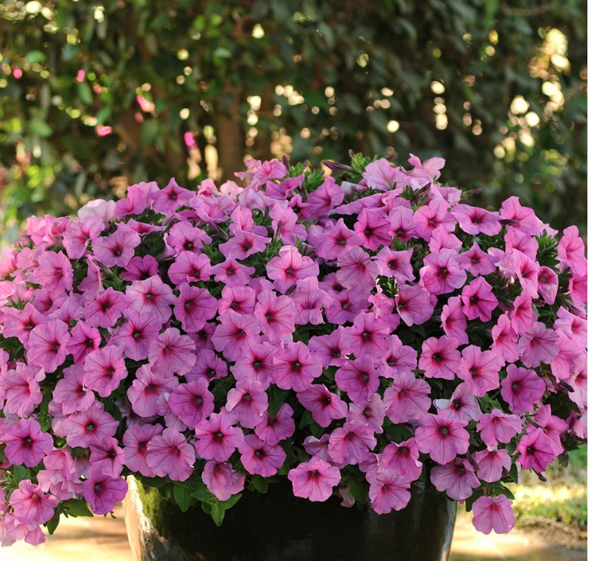 Wave Petunias in pot 